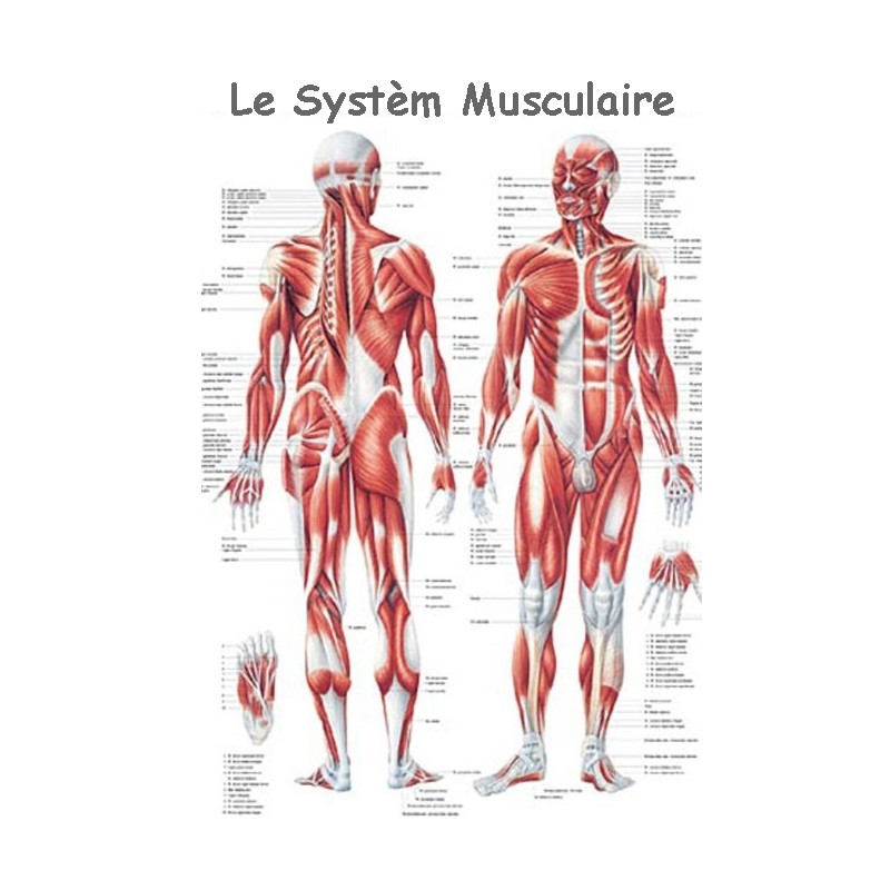 Pivot Interconnecter Foul e Planche Anatomique Muscles Corps Humain Pivot Interconnecter Foul e Planche Anatomique Muscles Corps Humain